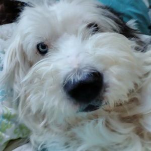 Meet your Posher, Suzanne